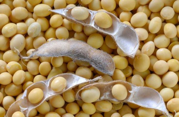 Алғаш рет соя дақылын екті