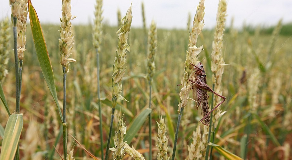 Дала зиянкестерімен күрес – күрделі мәселе