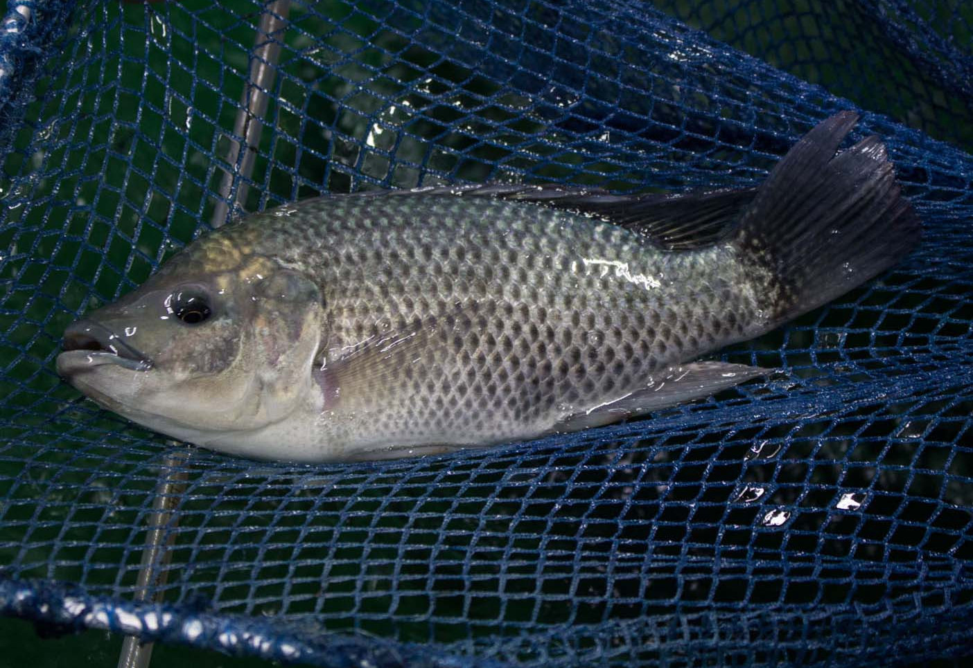 Қазақстанда жаңа үлгідегі  балық өсіру кешені іске қосылды