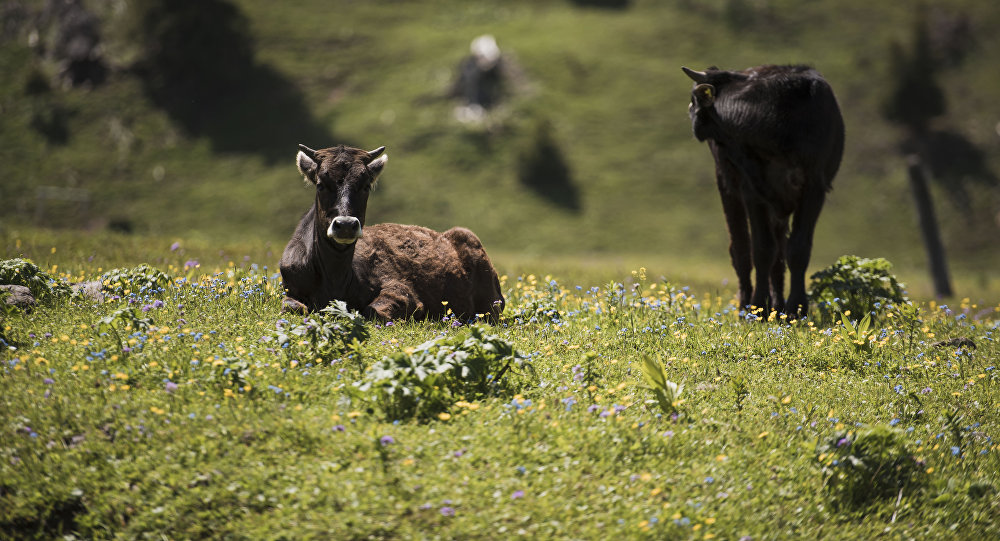 Қостанайда тіркелген барлық қылмыстың тең жартысынан астамы – ұрлық