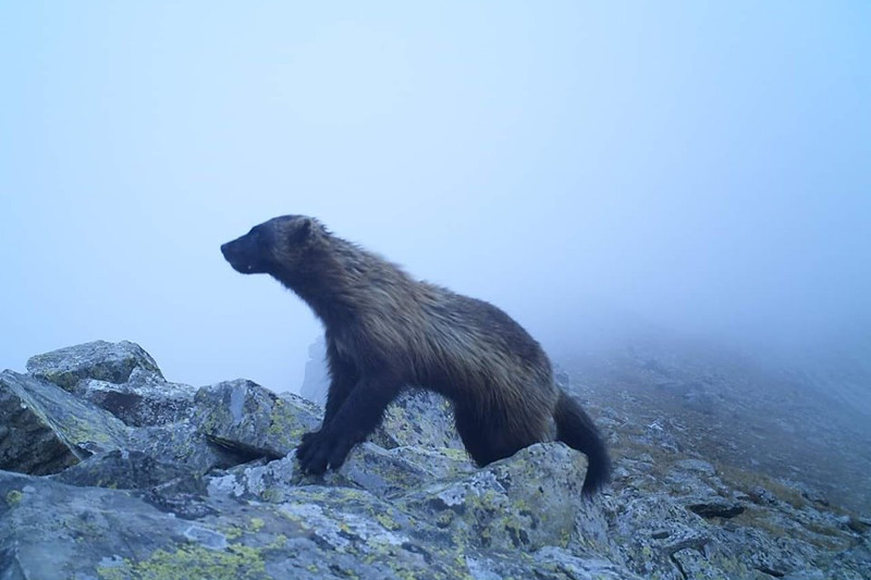 Қатонқарағай тауларындағы құну фототұзаққа түсіп қалды
