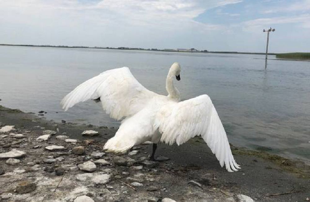 Адасқан аққуларды аман алып қалды