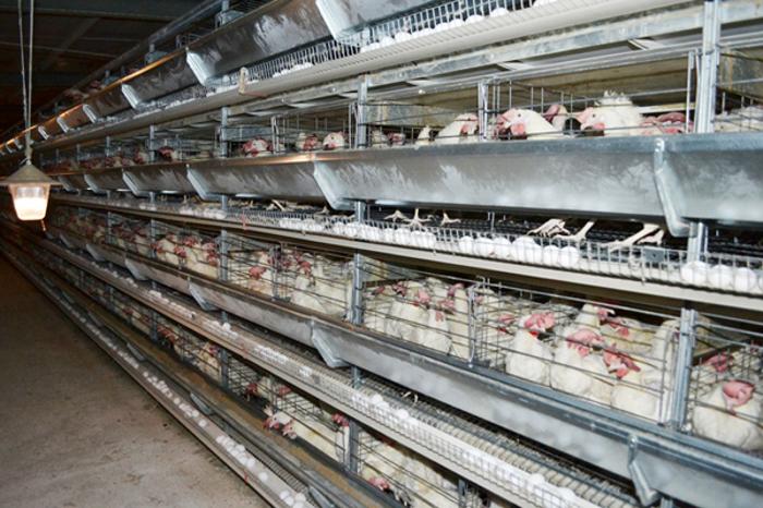 Қармақшы ауданында құс фабрикасы салынып жатыр