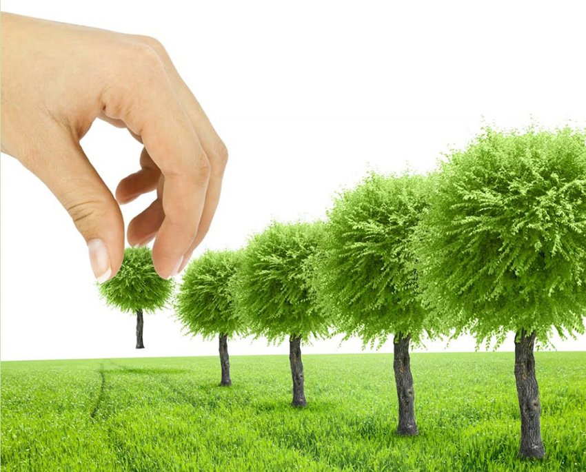 54 мың ағаш апатты жағдайда