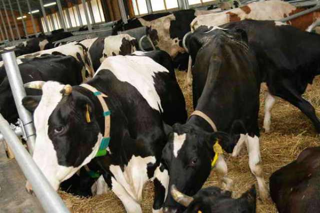 Сенат депутаттары Ақмолада ауыл шаруашылығының дамуымен танысты