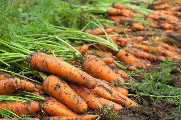 Көкөніс нарығында көршілер ұтып тұр