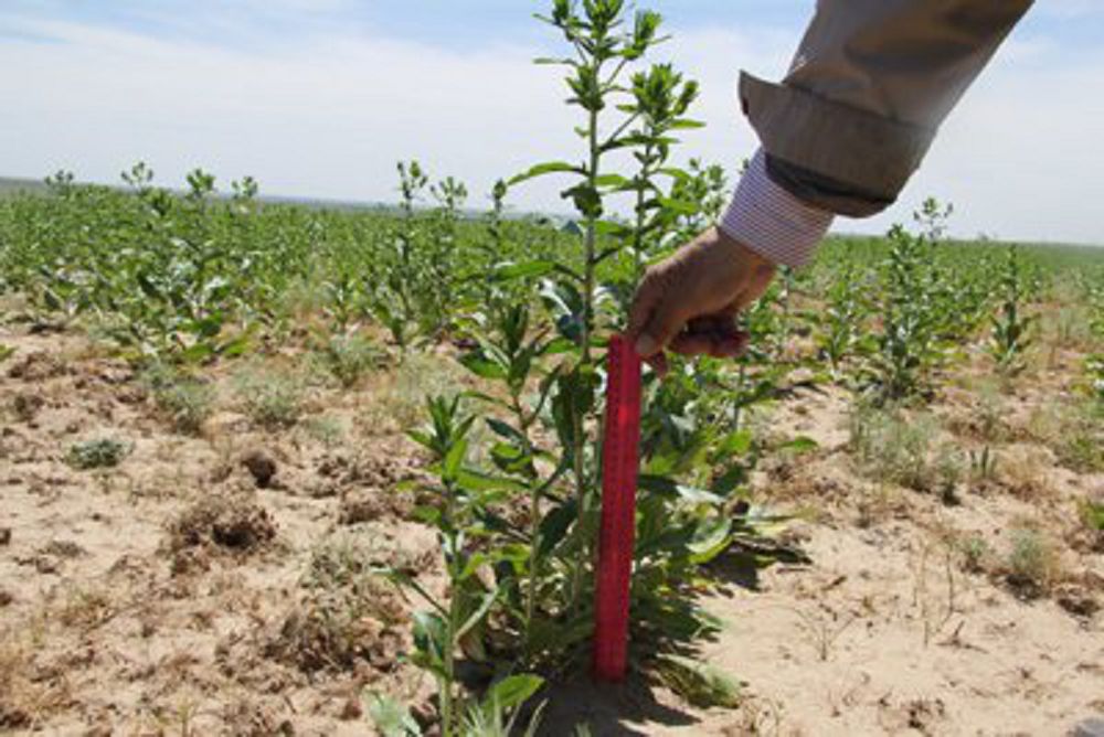 «Зеба» аймаққа үлкен табыс әкеледі