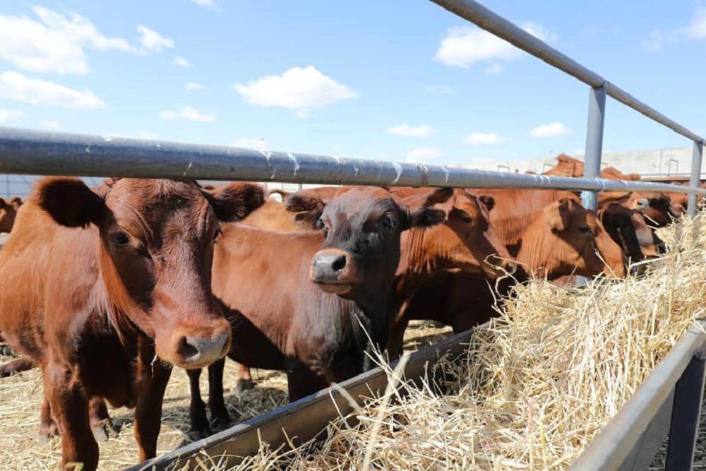 Тастамбековтердің тірлігі тастай