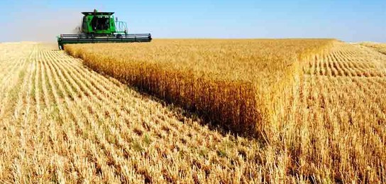 Ақмолалық диқандар бітік егінді шығынсыз жинап алуға ұмтылуда