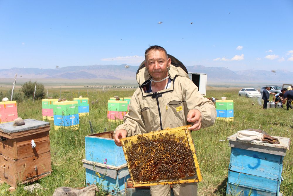 Бал арасы – табыс көзі