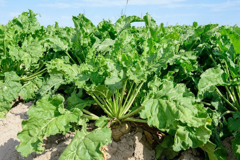 Даңқты дақыл көлемінің артуына сервистік дайындау орталықтары оң әсер етті