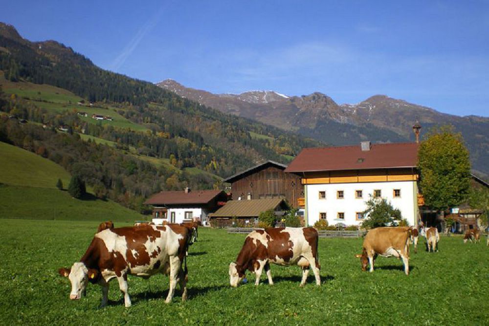 Еуропаны мал сою тәсілі мазалап тұр