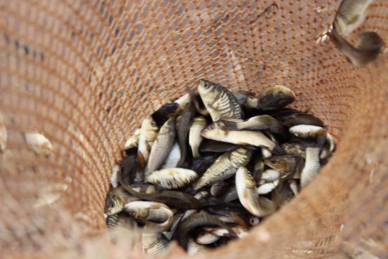 Өзен жағалағанның өзегі талмайды