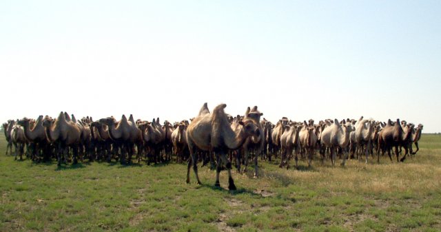 Бөкей ордасы – бақуатты аудан