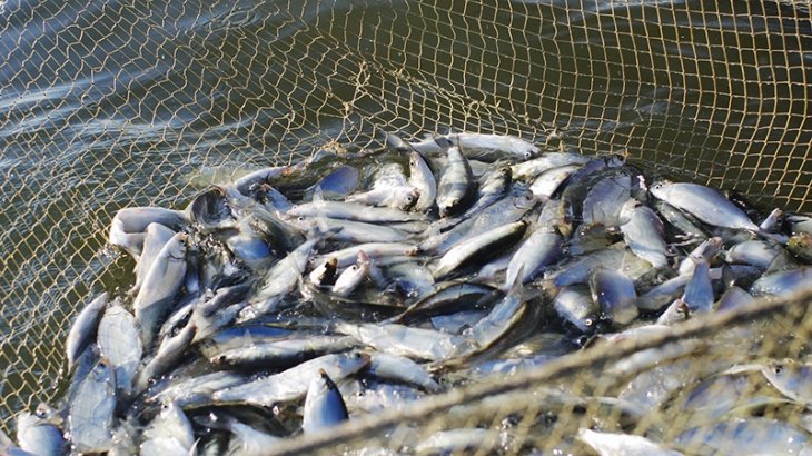 Ақ балық, қармағымды қап, балық!