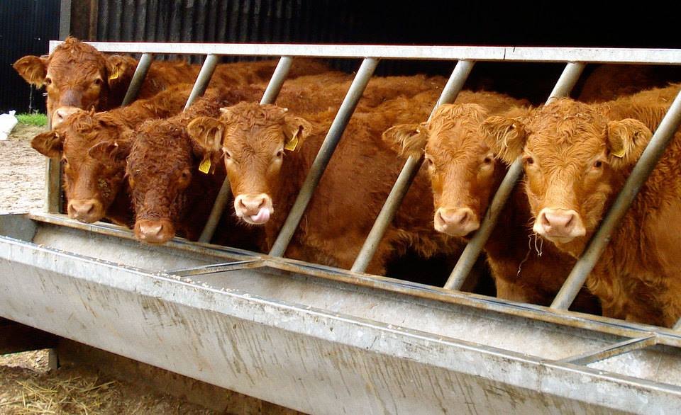 Жігермен істеген жұмыстың жемісі мол болады