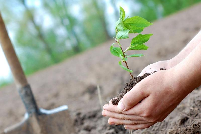 Көшеттердің күтімі де назарда болуы керек