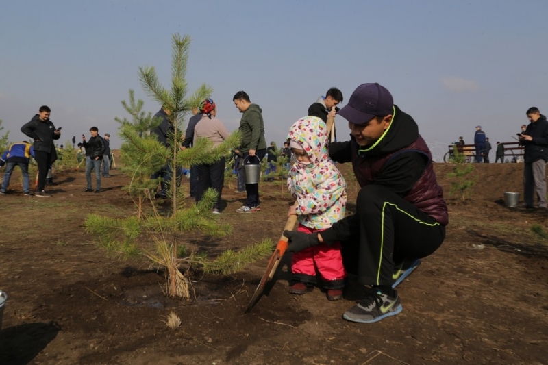 Қарағанды облысында  бір күнде 6500 көшет егілді