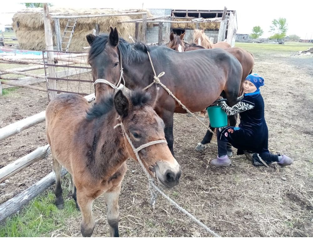 Қайталанбас қымыз дәмі