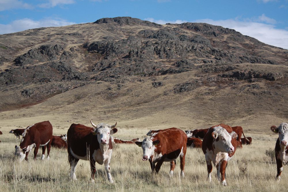 Қадырбек АЛТАЙ: Студент кезден кәсіп ашуды жоспарладым