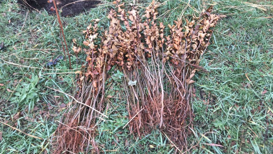 Көктөбедегі көшеттер көктей солды