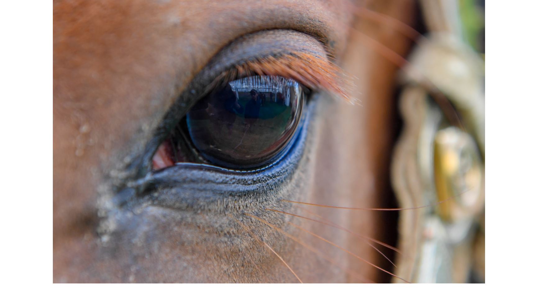 Жылқының жайын кім ойлар?!