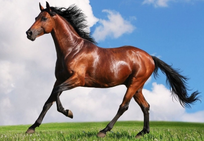 Сәйгүліктің сынын білген ел едік...