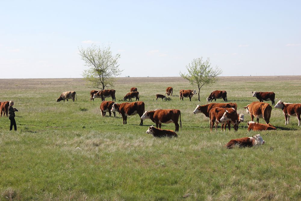 Жәнібек ауданында ет өндіру артты