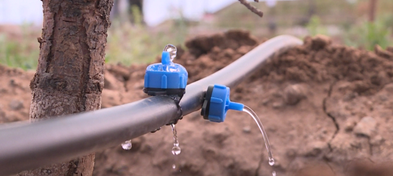 Жаңа жүйе жасыл желекті жайқалта ала ма?