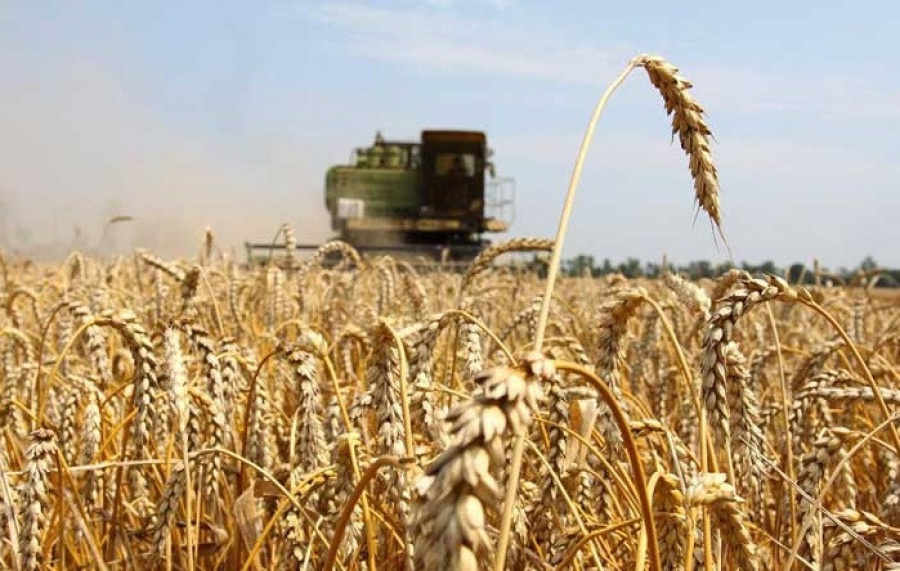 Алтын астық қамбаға толық құйылды