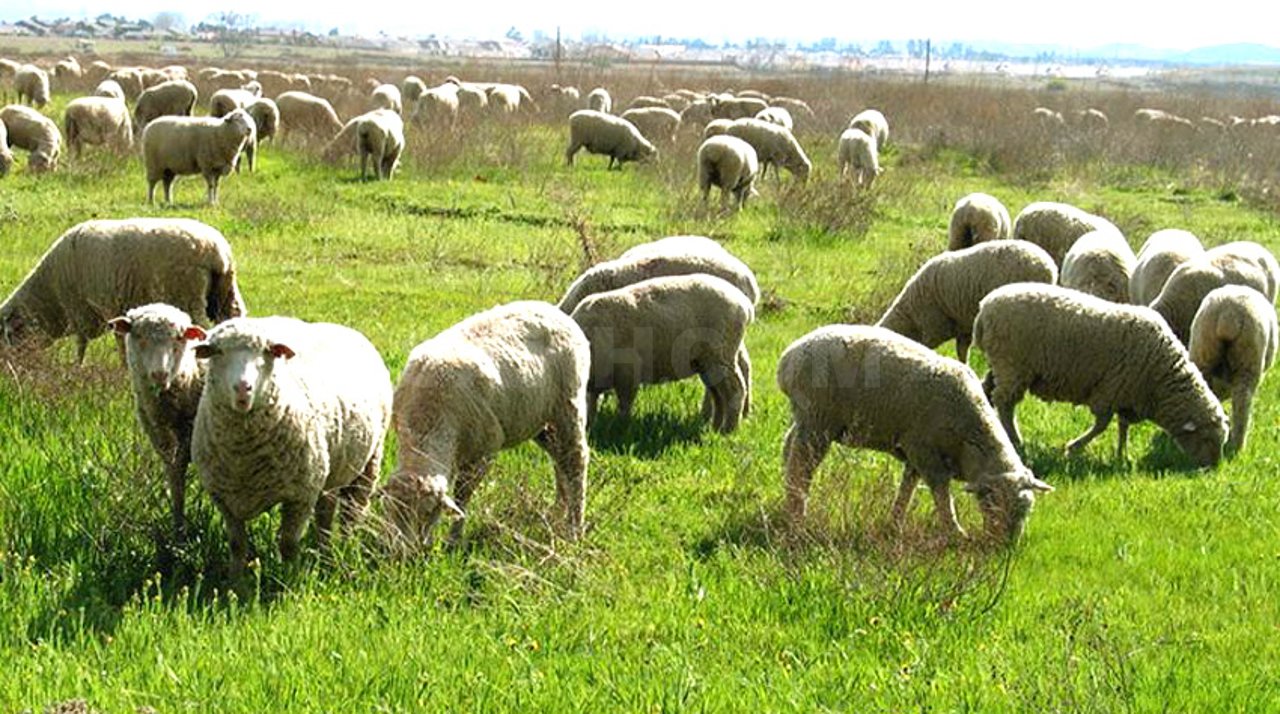 Қойды компьютермен бағады – Түркістандық шопандар мал жаюдың жаңа тәсіліне көшті