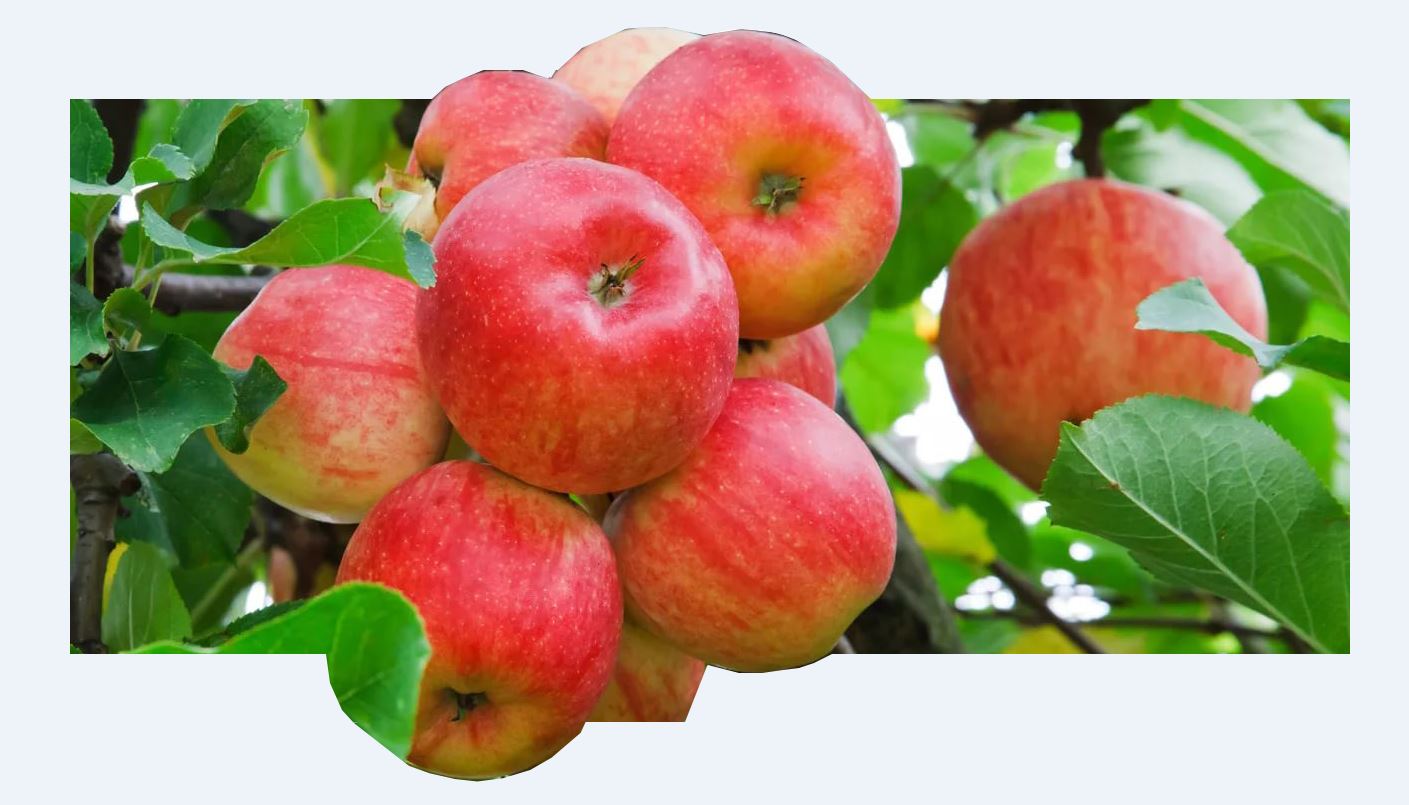 Жақсыдан жасыл бақ қалар