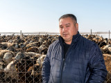 Жамбылдық шаруалар қой еті экспортына үлес қосады