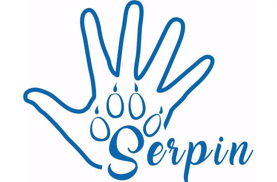 Жастарды серпілткен «Серпін»