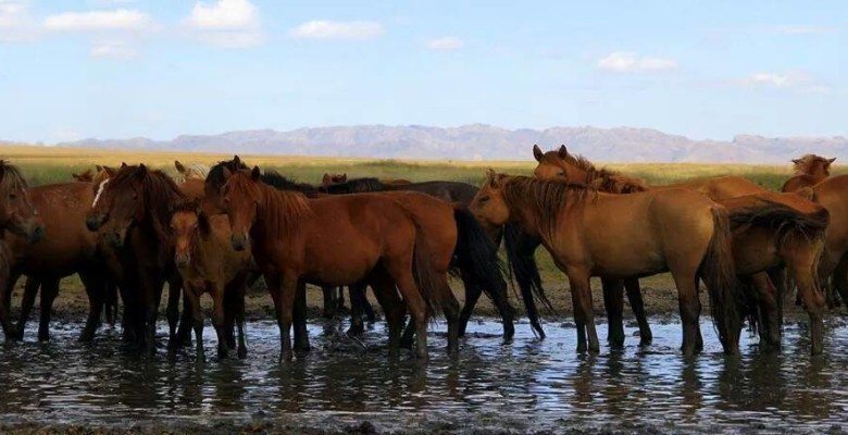 Мұғалжар мен Көшім жылқыларын өсіруге көңіл бөлсек...