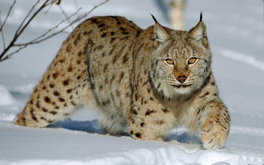 Семейде – сілеусін, Өскеменде – елік