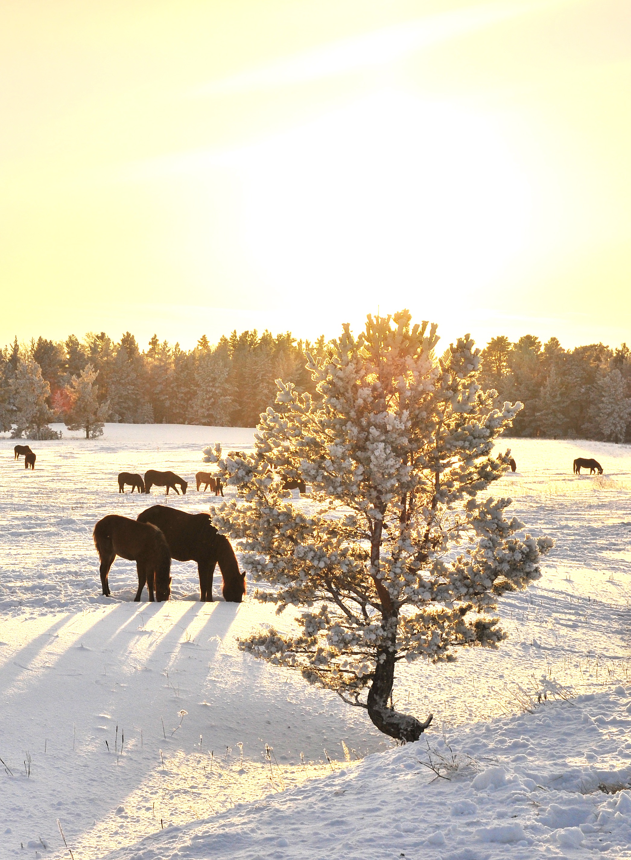 Түз тағылары тыным бермей тұр