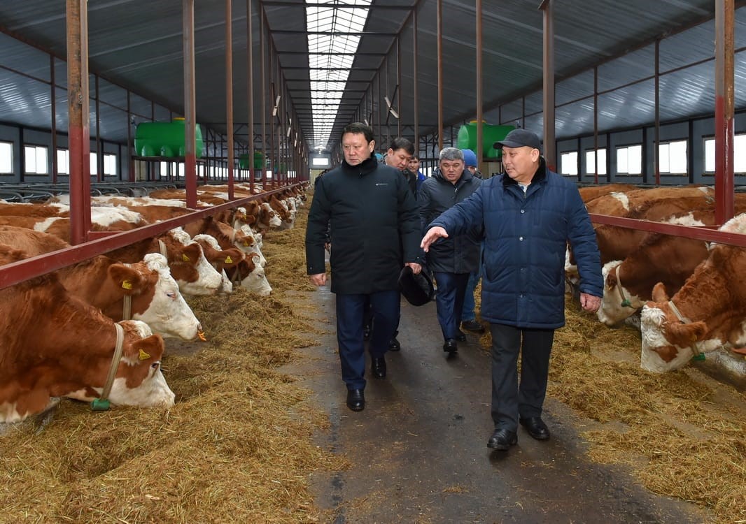 Тағы бір сүт фермасы ашылды