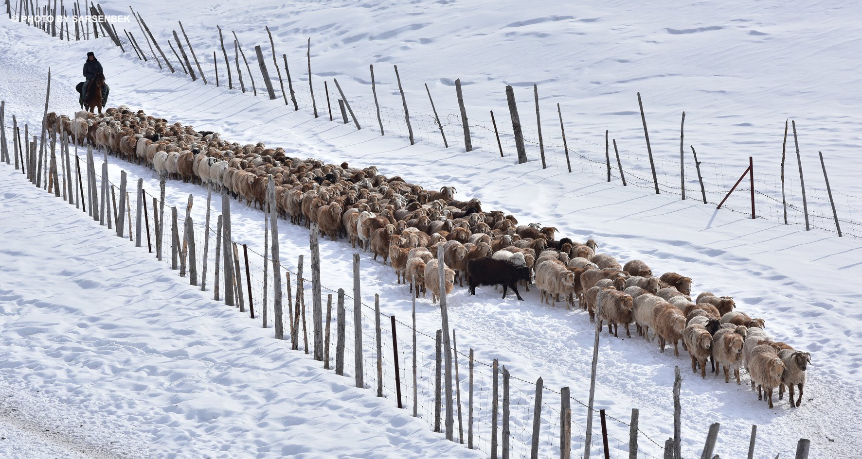 Мал шаруашылығына маңыз берілмей отыр