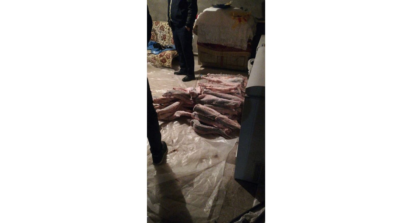 Жаңаөзенде пәтерден қызыл балық тәркіленді