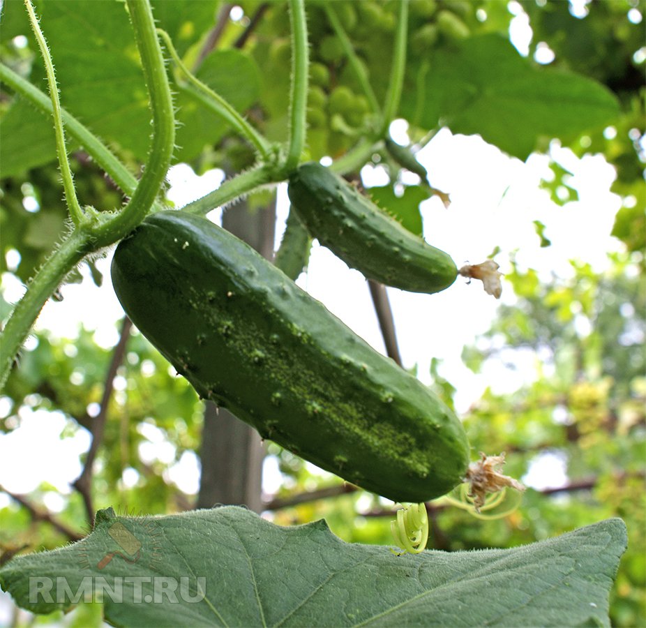 Қақаған қыста қияр өсіреді