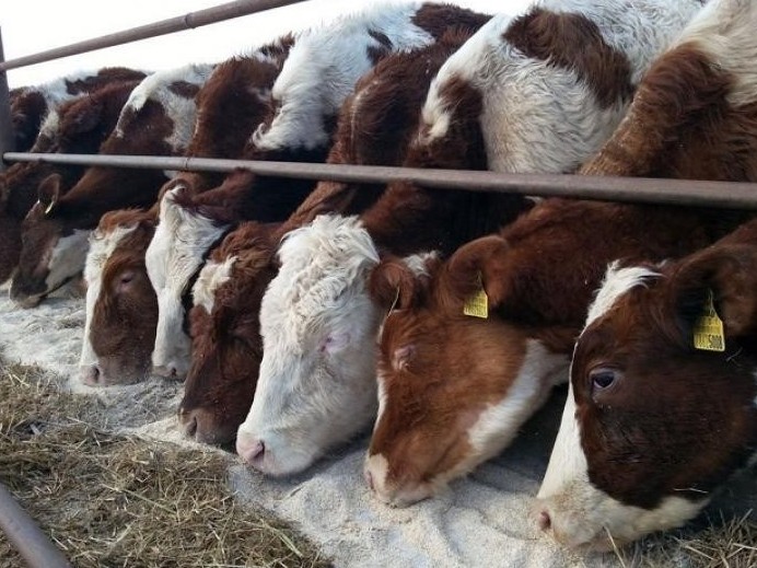 Мал баққанға бітеді...