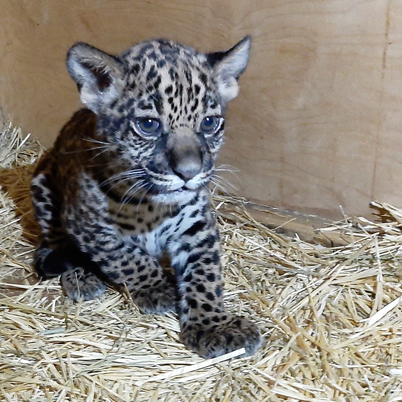 Теңбілшерге «Аустралия» деп ат қойды