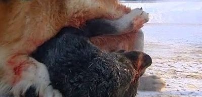 Қатыгездік қайдан шығады?!