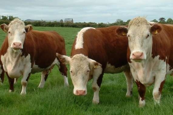 Ақбас сиырдан артығы жоқ