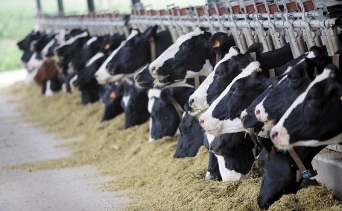 Тірі малды сату - тиімсіз