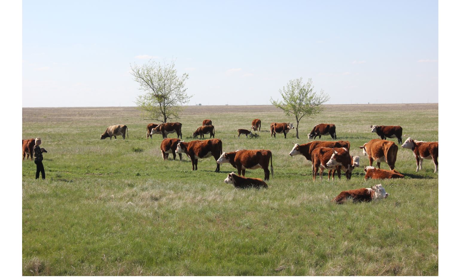 Жәнібек ауданында ет өндіру артты