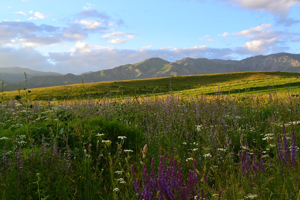 Тарбағатайда дәрілік шөптер көп