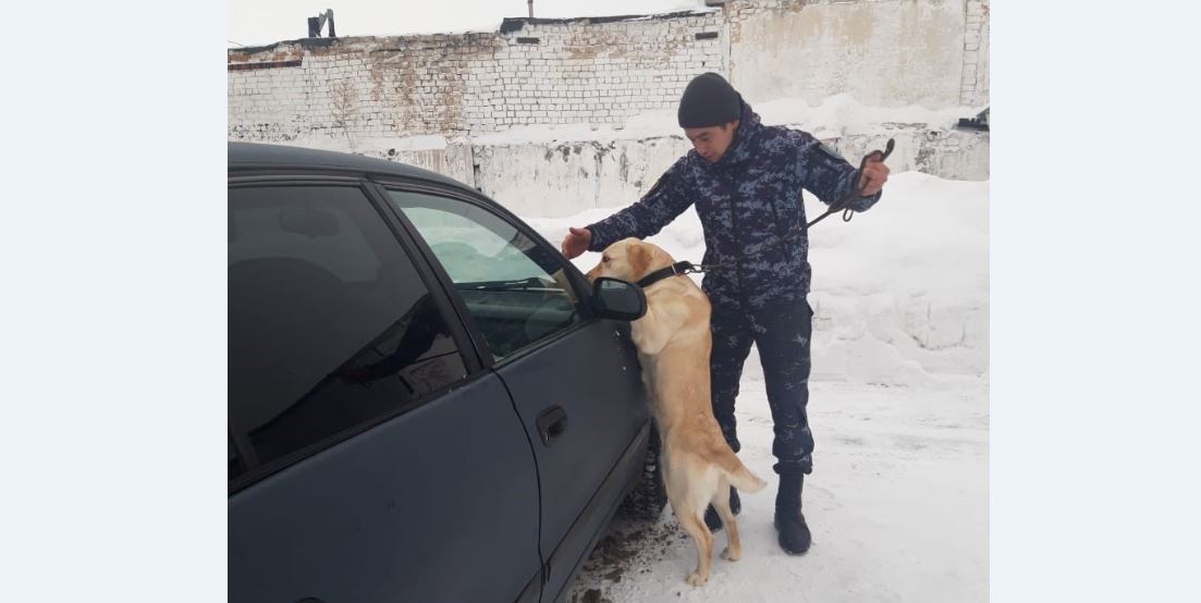 СҚО-да қызметтік иттер 800-ден артық қылмысты ашуға көмектесті