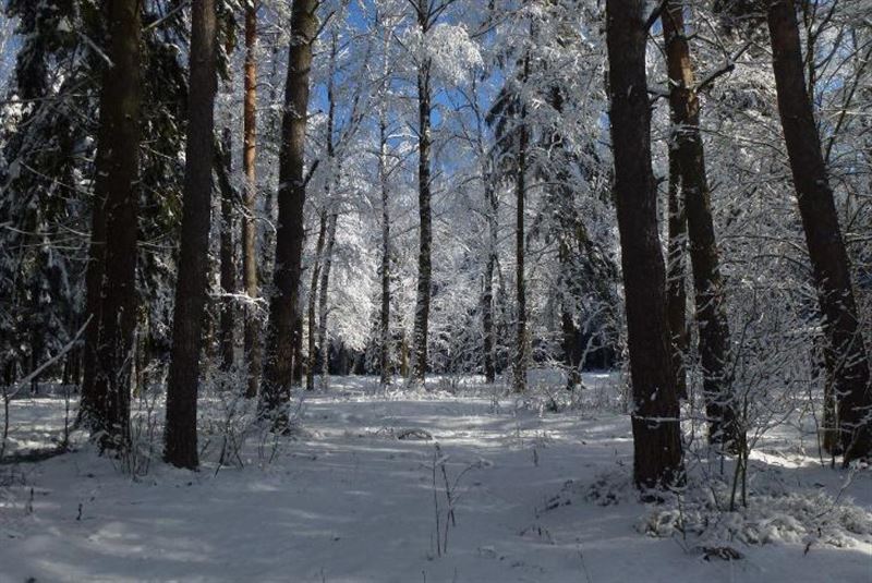 Аң-құс та аман болсыншы